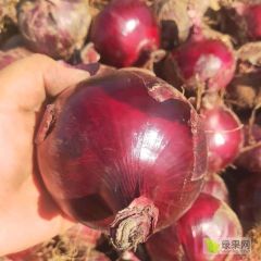 出售紫皮洋葱加工厂货
