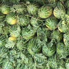 冠龙西瓜，产地直销