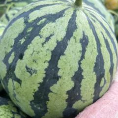 美都西瓜大量上市价格美丽