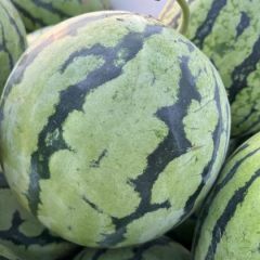 花麒麟西瓜大量现货