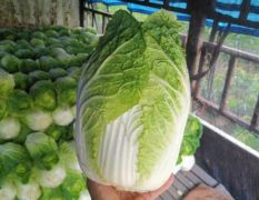 大量供应优质张北黄心大白菜