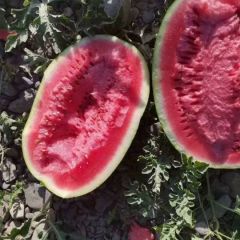 靖远县石头瓜，金花一号，金城五号