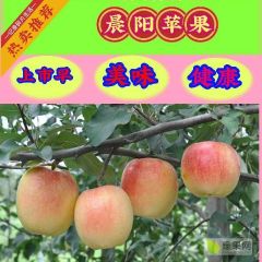 早熟红苹果嘎啦美八产地货源