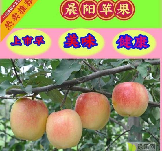 2022年山西临猗美国八号价格