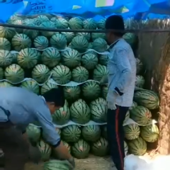 甘肃硒砂瓜代办，代发