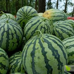 陆地美都，皮薄香甜可口！