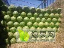 西瓜种植及代销