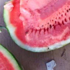 纯沙地金花西瓜 双红金五