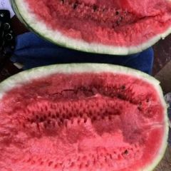 河南开封通许冠龙西瓜，大量上市