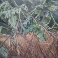 开封通许沙地龙卷风大量上市