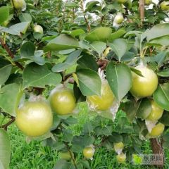河北泊头膜袋青皇冠梨大量上市