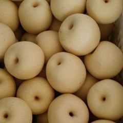 精品白皇冠梨直销产地