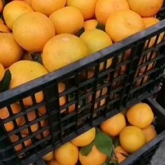 宜昌蜜橘特早，大量供应中，