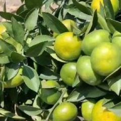 产地大量销售云南特早无核蜜桔