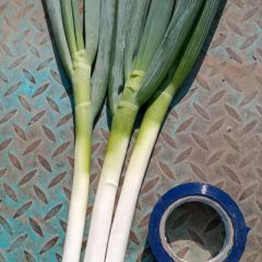 大量供应各种大葱