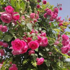 郑州大量批发绿化用玫瑰苗，各种观赏花木、绿化苗木