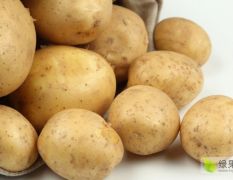 宏鸿食材供应-土豆