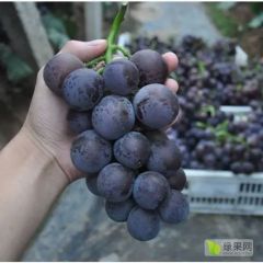 山西万亩葡萄基地巨峰、户太上市啦