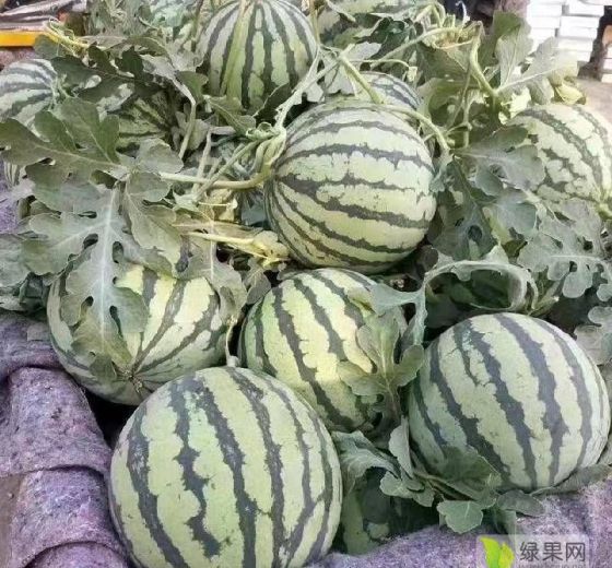 8424西瓜价格
