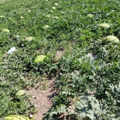 石头缝里生张出的西瓜