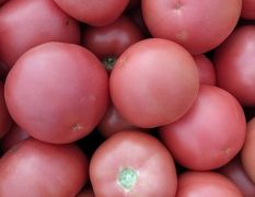 便宜西红柿大量供货