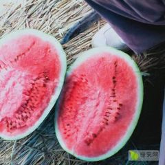 【夏邑郭庄西瓜批发】夏邑冠龙西瓜基地