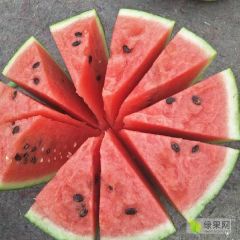 【西瓜批发】夏邑冠龙西瓜，商丘最大的西瓜基地