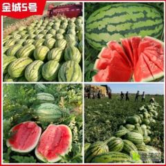 内蒙古通辽西瓜代办-内蒙金城5号西瓜代收代发