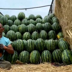 清苑西瓜大量供应中