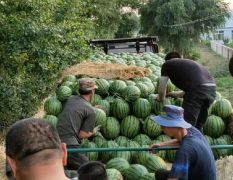 【推荐】帮助瓜农销售家乡特产，绿色西瓜大面积上市
