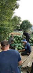 【推荐】帮助瓜农销售家乡特产，绿色西瓜大面积上市