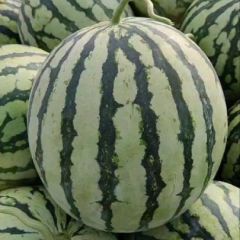 开封沙地麦茬美都、8424西瓜大量上市！