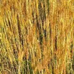 吉林白城洮南地区小麦价格美丽