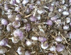 紫红皮大青稞蒜种