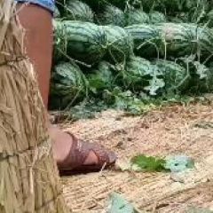 【精品冠龙西瓜】八斤打底