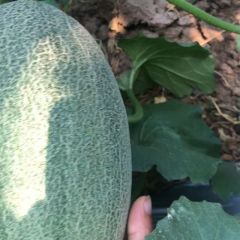 寿光地区甜瓜大量上市