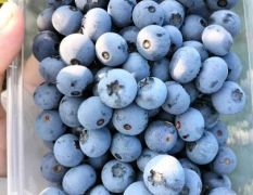 新鲜采摘大果蓝莓