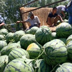 【最新西瓜行情】供应东北地雷西瓜，现货