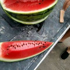 吉林省白城京欣西瓜大量发货