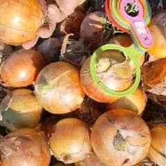 吉林洋葱黄葱紫葱，质量从4毛到7毛