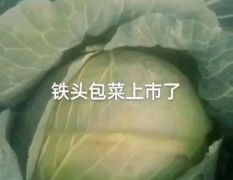 宁夏西吉高原蔬菜大量上市