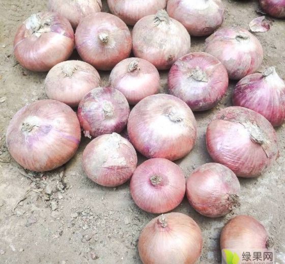 2022年山东德州紫皮洋葱价格