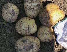 吉林公主岭市杠三七土豆，供应全国市场