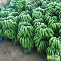 自家种植香蕉
