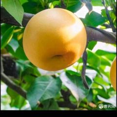 代收丰水梨，秋月梨，新高，南水