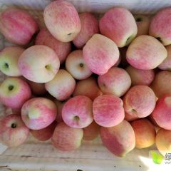 早熟苹果下树了质量很好