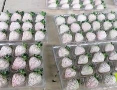 产地草莓 12月供应