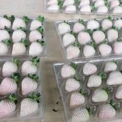 产地草莓 12月供应