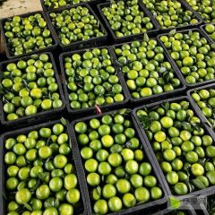 温州柑已大量上市