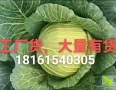 宁夏西吉高原蔬菜大量现货